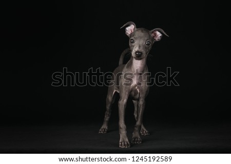 Italian greyhound puppy standing in the studio Royalty-Free Stock Photo #1245192589