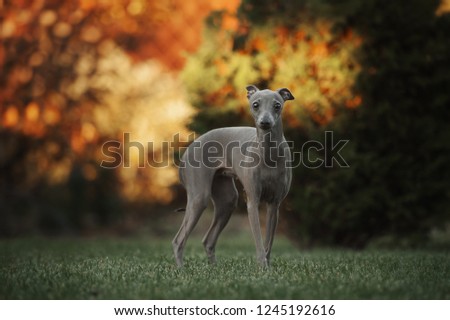 Standing italian greyhound Royalty-Free Stock Photo #1245192616