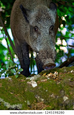 Wild boar. Nature forest background. Boar. Sus scrofa.