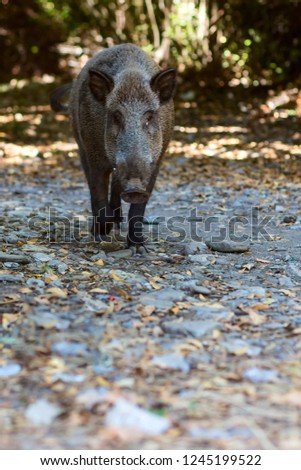 Wild boar. Nature forest background.