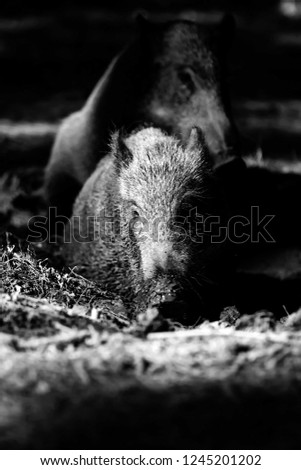 Wild boar. Forest background.