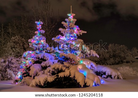 Snow covered pine trees decorated with color lights in winter, shot at night