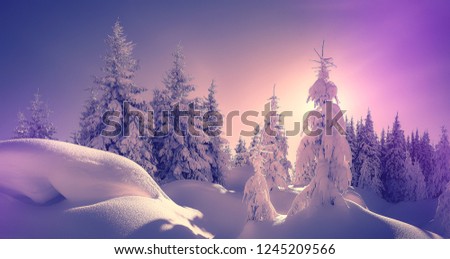 Fantastic Winter landscape. Majestic sunset in the winter forest in alps. Sunlight sparkling in the snow. Scenic image of fairy-tale woodland in sunlit during Pink sunset. Christmas background