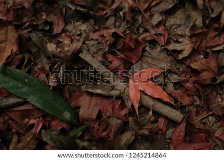 Maple leaves on the ground