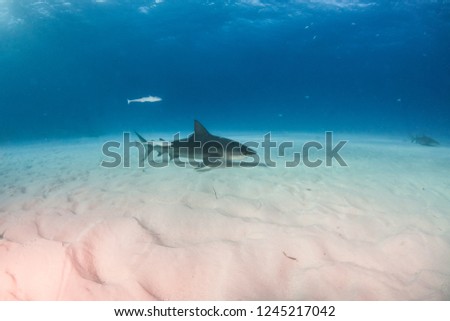 Picture shows a Bulls shark at the Bahamas
