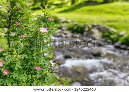 Wild rose flower plant near mountain river