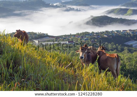 Cows in green plateau with beautiful houses rural and magic fog at the sunrise