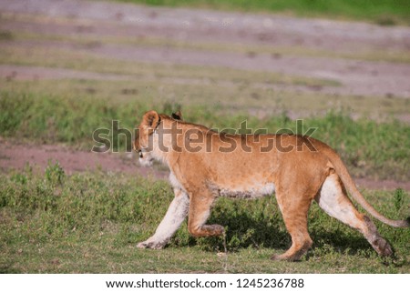 Lioness in the Ngorongoro Crater, Tanzania