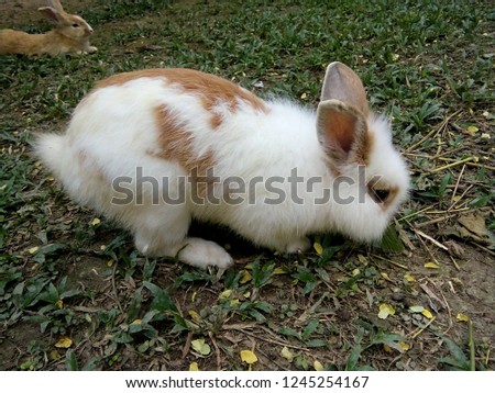 Rabbit in the garden Thailand Phrae.