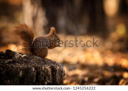 A squirrel in city park Stepanka in Mlada Boleslav, Czech Republic