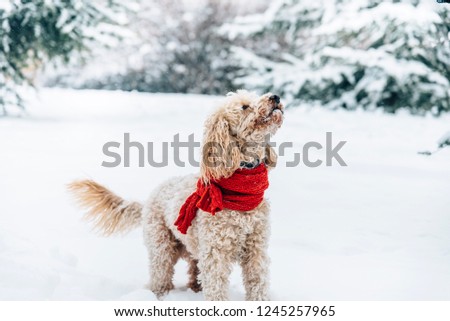 Cute and funny little dog with red scarf playing and jumping in the snow. Happy puddle having fun with snowflakes. Outdoor winter happiness.