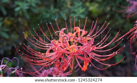 Red spider lily Lycoris radiata