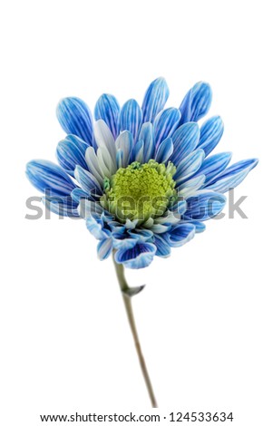 Close-up image of blue daisy against white background.