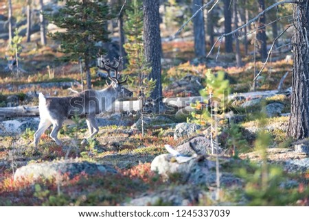 Reindeer walking in a forest in autumn in Vuotso, Lapland, Finland