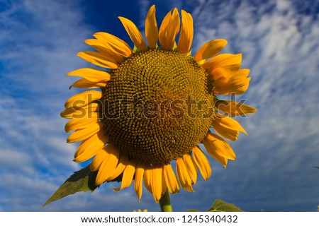 sunflower bloom on blue sky clouds  background