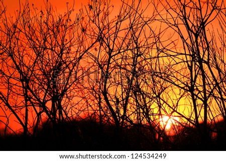Forest in sunset light