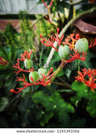 Close up and selective focus of buddha belly plant, bottleplant shrub or jatropha podagrica in the tropical garden, Thailand