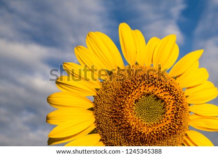 sunflower bloom on right side blue sky clouds background