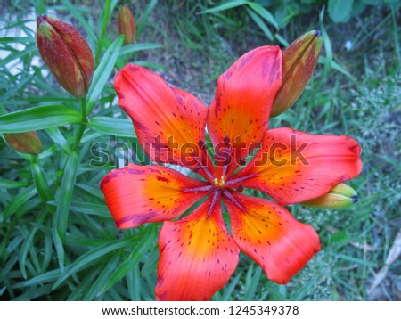 detail of nature-beautiful red flower grows in the garden with natural sunlight in summer. The large Lily in the morning and many of the anthers of flowers that have pollen for insects