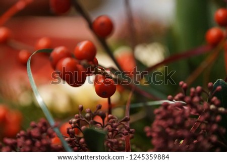 Beautiful winter bouquet. Red And Green Background.