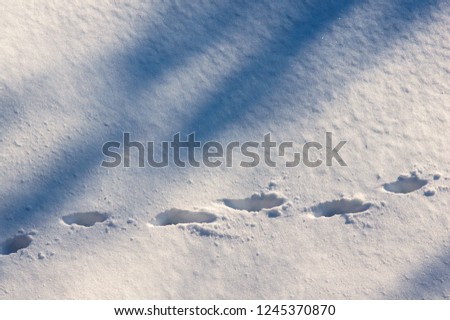 Cat tracks in the snow. Footprints in the snow.