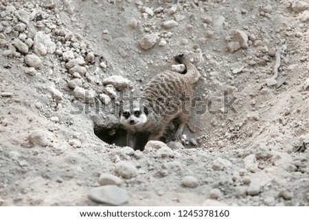Meerkat is digging a hole