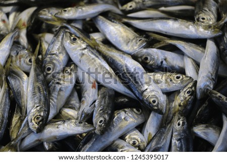 Fresh mackerel, horse mackerel fishes  in fisherman . Sea fish mackerel pile top view.  Royalty-Free Stock Photo #1245395017