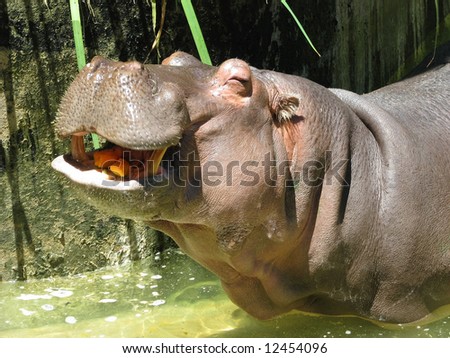 happy hippo Royalty-Free Stock Photo #12454096