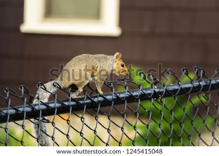 Grey Squirrel on yard