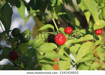  red, hot, small round pepper on brunch  Royalty-Free Stock Photo #1245424810
