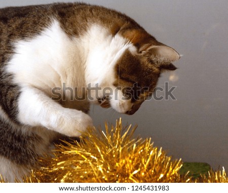 Cat and decoration for the Christmas tree. Preparing for Christmas.