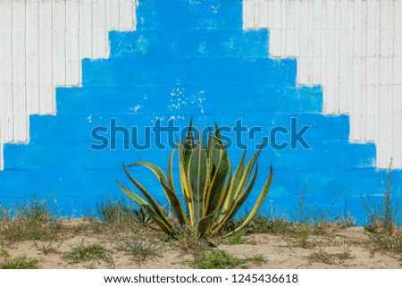 two color painted wall with cactus 