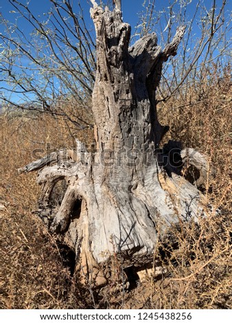 Large tree stump weathered by the harsh desert wind and sun