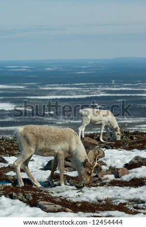 Reindeers draizing on the mountain Royalty-Free Stock Photo #12454444