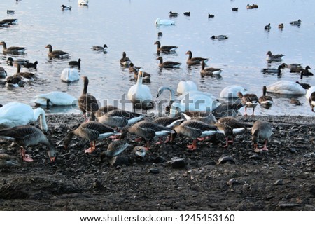 A picture of Swans, Geese and Ducks at Martin Mere