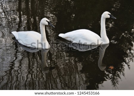 A picture of 2 Trumpeter Swans