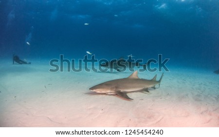 Picture shows a Lemon shark at the Bahamas