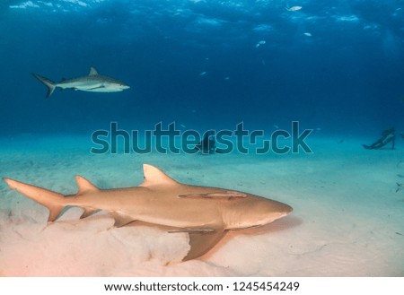 Picture shows a Lemon shark and Caribbean reef sharks at the Bahamas