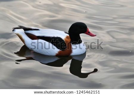 A picture of a Shelduck