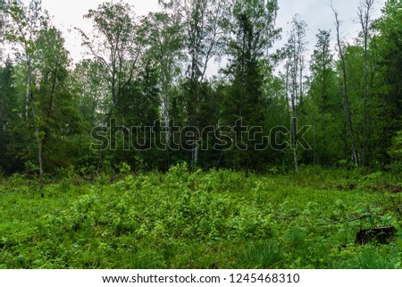 green summer foliage details abstract background. leaves, grass, bents and branches