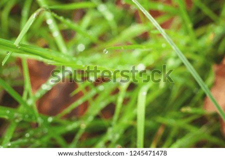 Bright green blades of grass with drops of morning dew and leaves in the background.  Horizontal image with shallow depth of field.