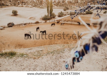Horse farm in Turkey in Cappadocia