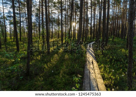 wooden plank footpath boardwalk in swamp area for recreation tourists. bog pine trees and first snow in winter afternoon light