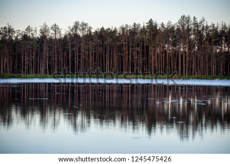 late evening sun over swamp lakes in summer, reflections in calm water and green foliage