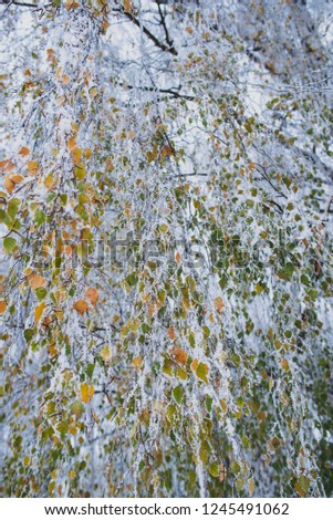 Birch leaves are covered with frost. Winter beauty in the park. A spectacle of nature.