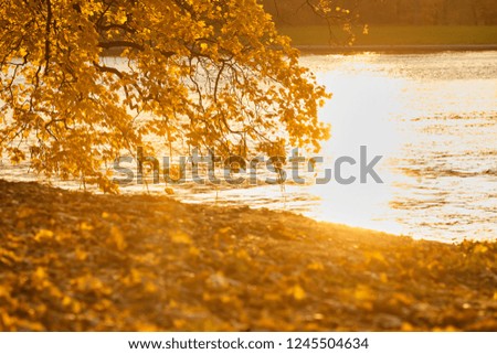 Golden autumn in park, embankment of river, sunny day, clear weather, reflections, leafs on the ground, shadows of trees, yellow color