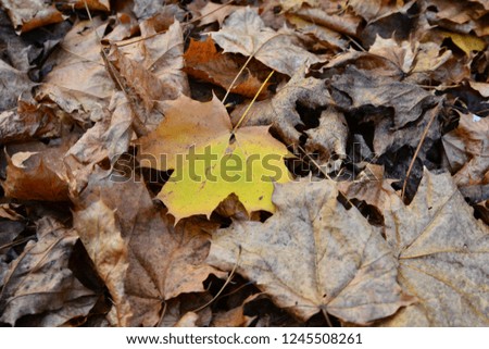Background made of fallen maple leaves