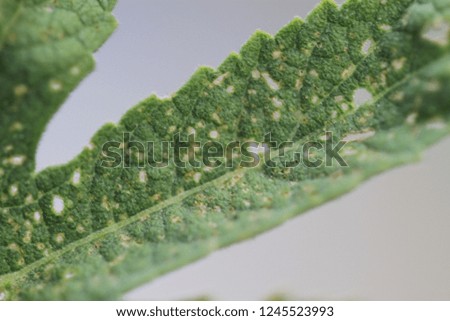 A disease leaf section