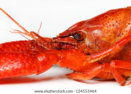 closeup of crayfish