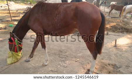BROWN LONG HORSE, HORSE STABLE